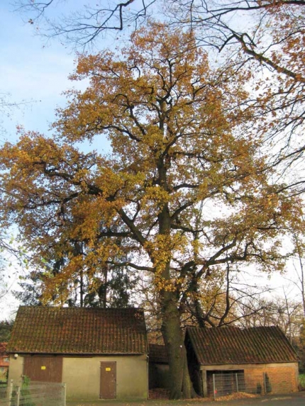 Bild 1 von Eiche am Hof Jakobsmeyer